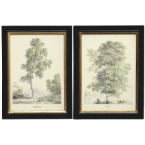 ГРАВЮРА Arbres, АРТИКУЛ CZCT0755-01 ГРАВЮРА Arbres, АРТИКУЛ CZCT0755-01